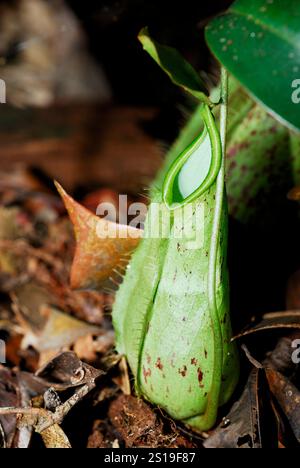 Pitcher plant (Nepenthes sp.). Sarawak, Borneo, Malaysia Stock Photo ...
