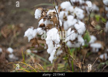 close-up of a field of blooming cotton Stock Photo