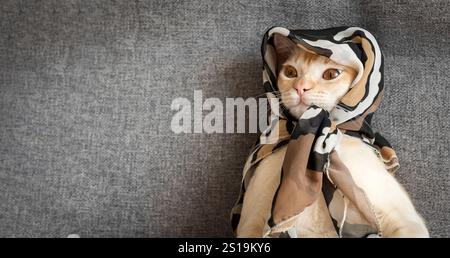 Cream Burmese cat with amber eyes resting on a gray sofa in the living room. Stock Photo