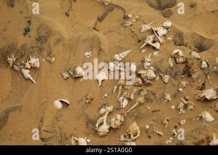 Seashells on the Beach sand Stock Photo
