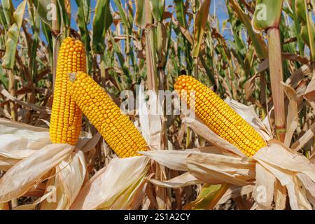 Three ripe ears of corn stand among lush green stalks in a cornfield under a bright blue sky, signaling harvest time. Stock Photo