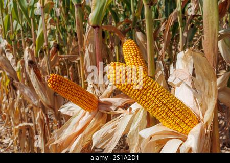 Three ripe ears of corn stand among lush green stalks in a cornfield, signaling harvest time Stock Photo