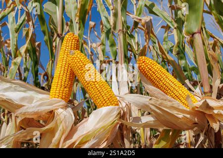 Three ripe ears of corn stand among lush green stalks in a cornfield under a bright blue sky, signaling harvest time. Stock Photo