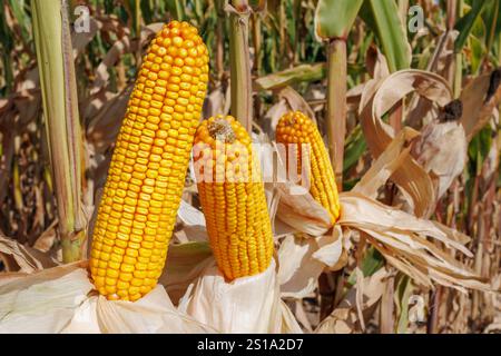 Three ripe ears of corn stand among lush green stalks in a cornfield, signaling harvest time Stock Photo