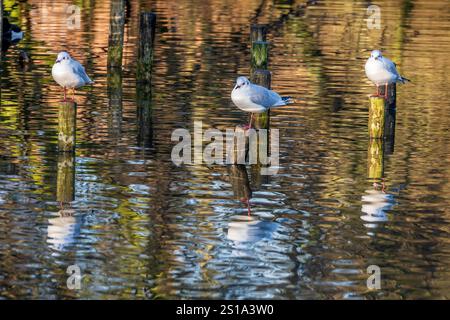 Gulls on posts in pond. Stock Photo