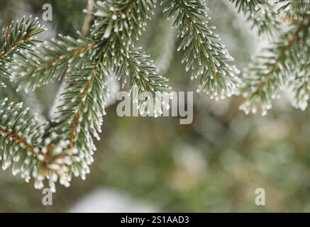Green pine branches in winter Stock Photo
