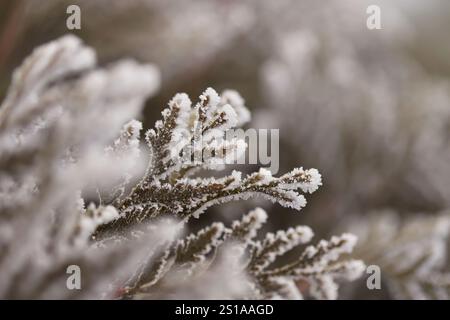 Thuja tree branches close up Stock Photo
