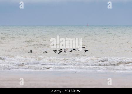 A flock of Oystercatcher birds, Haematopus ostralegus fly over the sandy shoreline in Sussex, UK Stock Photo