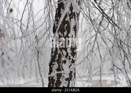 Birch tree in the snow Stock Photo