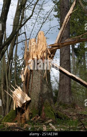 Tree Trunk Broken by Lightning Strike in the Middle of a Forest Stock Photo