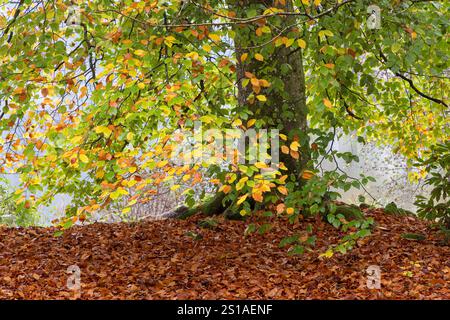 Colourful Autumn Beech trees and ground covered in fallen golden beech leaves,  Autumn colour Wiltshire, England, UK Stock Photo