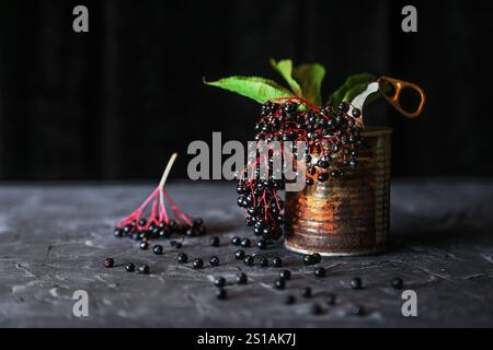Ripe wild black elderberry (sambucus nigra) in a rusty tin on the stone table - Stock Photo