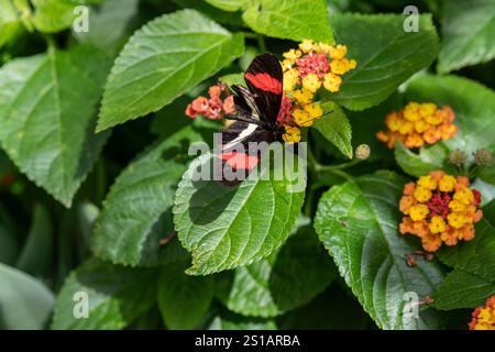 Heliconius erato, red postman butterfly feeding on a flower at the Montreal Botanical Gardens, Quebec, Montreal, Stock Photo