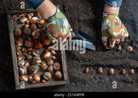Male gardener plants tulip bulbs in the ground. Hand holding a flower bulbs before planting in the ground. Group of tulip and daffodil bulbs in a wood Stock Photo