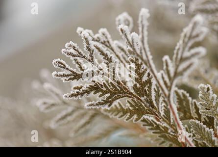Thuja tree branches close up Stock Photo