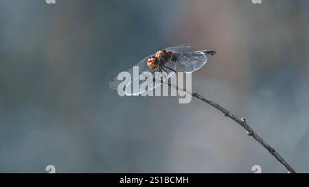 Side-view of a meadowhawk or darter (Sympetrum) on a twig, minimalism, copy space, negative space, 16:9 Stock Photo
