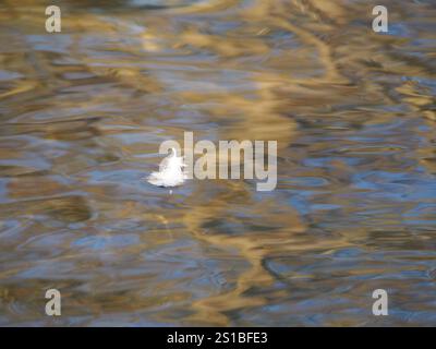 A single White feather swimming on water with lots of colourful reflections on it in the Friezeitpark Rheinaue Park in Bonn, Germany in December Stock Photo