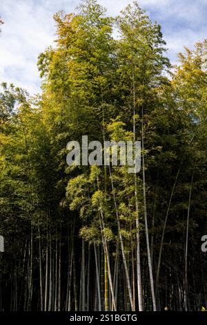 Arashiyama Bamboo Forest, Kyoto, Japan Stock Photo