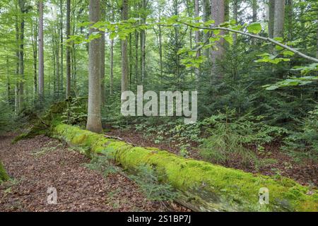 Mixed mountain forest with copper beech (Fagus sylvatica) and spruce (Picea abies) as well as young silver fir (Abies alba), lying deadwood overgrown Stock Photo