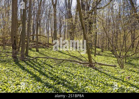 Green Wild garlic (Allium ursinum) blade and budding leaves on the trees a sunny spring day Stock Photo