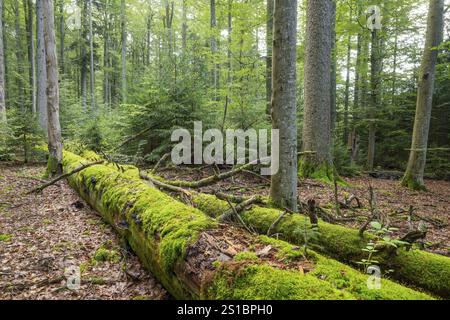 Mixed mountain forest with copper beech (Fagus sylvatica) and spruce (Picea abies), lying deadwood overgrown with moss, Bavarian Forest National Park Stock Photo
