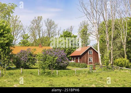 Idyllic old wooden cottage with flowering lilac (Syringa vulgaris) flowers a sunny spring day, Sweden, Europe Stock Photo