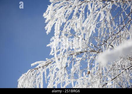 Icy branches of a birch tree Stock Photo
