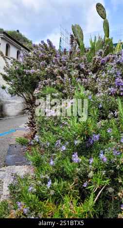 A beautiful big bush of flowering rosemary. Italy, Cannero, Lago Maggiore. Stock Photo
