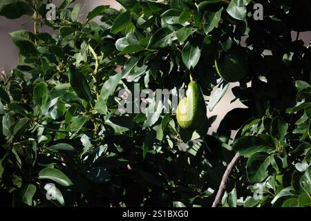 Avocado hanging from an avocado tree (Persea americana) Stock Photo