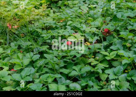 Strawberries grow in a clearing in forest. Wild red berry on a bush. Bright Sunlight. Stock Photo