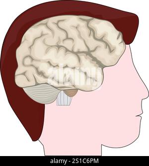 Human head with brain. Silhouette icon. Vector poster. Illustration in flat style. Stock Vector