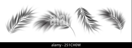 Elegant Palm Leaf Shadows Overlay Set on a White Background in Black and White. Beautiful palm leaf shadows cast on a plain white surface, creating a Stock Vector
