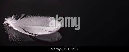 A single, intricate white feather lies gracefully on a reflective surface, showcasing its detailed structure against a bold black background, highligh Stock Photo