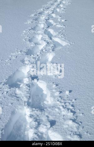 snowshoe tracks in the fresh snow in Etna Park, Sicily, Italy Stock Photo