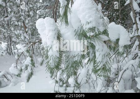 snow covered branches of pine tree in Etna Park, Sicily, Italy Stock Photo