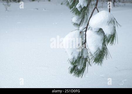 branch of pine tree snow covered in Etna Park, Sicily, Italy Stock Photo
