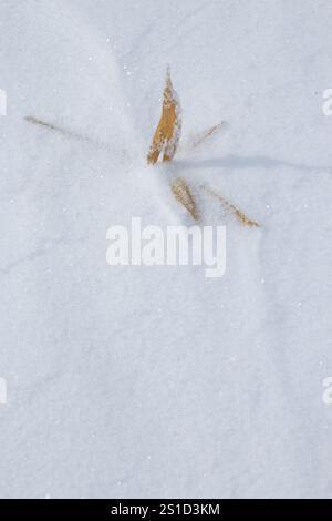 Dry sasa bamboo leaf on white textured winter snow background Stock Photo