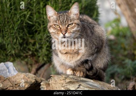 European breed cat in the garden Stock Photo