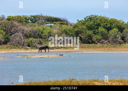 An asian elephant in the Yala National Park Stock Photo