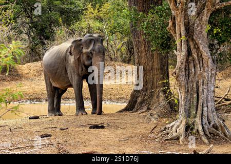 An asian elephant in the Yala National Park Stock Photo