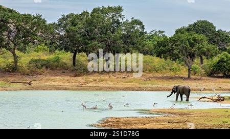 An asian elephant in the Yala National Park Stock Photo