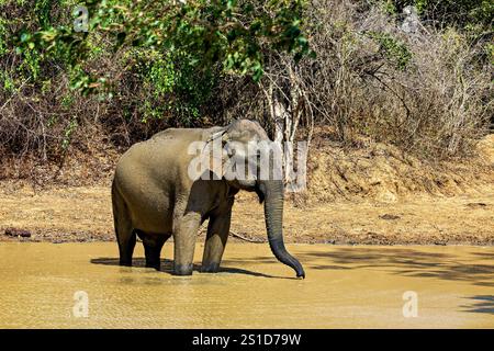 An asian elephant in the Yala National Park Stock Photo