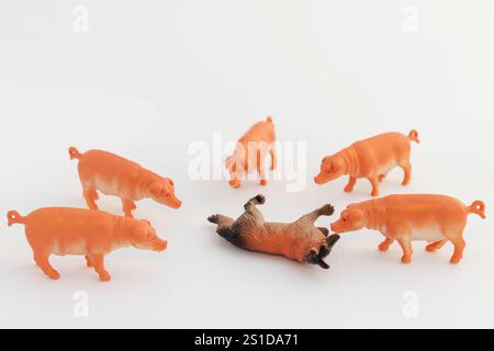 Group of pig figurines circling the dead hunted wolf toy on white isolated background Stock Photo