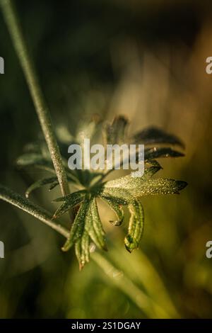 Glittering dew sparkles on a green leaf in sunlight. Stock Photo
