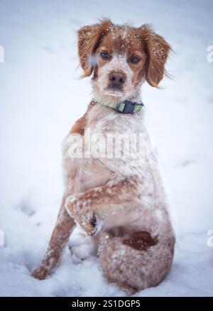 Dog Sitting in Snow with Snow on Face Stock Photo