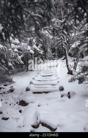 snow covered stairs in forest on a trail in Acadia National Park Maine Stock Photo