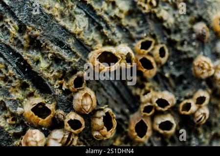 Bay Barnacles on wood near the ocean Stock Photo