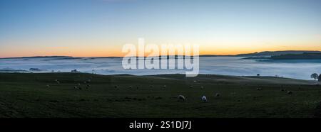 Sheep grazing above a sea of mist on Stonewall Hill, Powys, Wales, with the peak of Pen y Fan in the Brecon Beacons visible above the fog 50km away Stock Photo