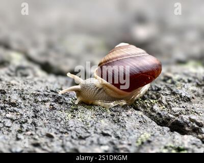A garden snail or Cornu aspersum on a damp rock Stock Photo