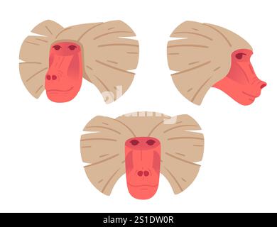 Baboon face with three views front, side, and angled highlighting unique facial features. Ideal for educational purposes, wildlife themes, or animal d Stock Vector